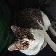 Osiris participe au concours pour gagner de l'argent avec cette photo : cat, tabby, white_fur, pet, animal, indoor, couch, furniture, resting, looking_up, curious, cozy, soft_fur, whiskers, ears, eyes, portrait, domestic, mammal, relaxed