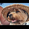 dog, small_dog, pet, animal, canine, sunhat, straw_hat, hat, smiling, open_mouth, fluffy, brown_fur, long_hair, portrait, close_up, outdoor, blue_sky, sunlight, human_hand, social_media