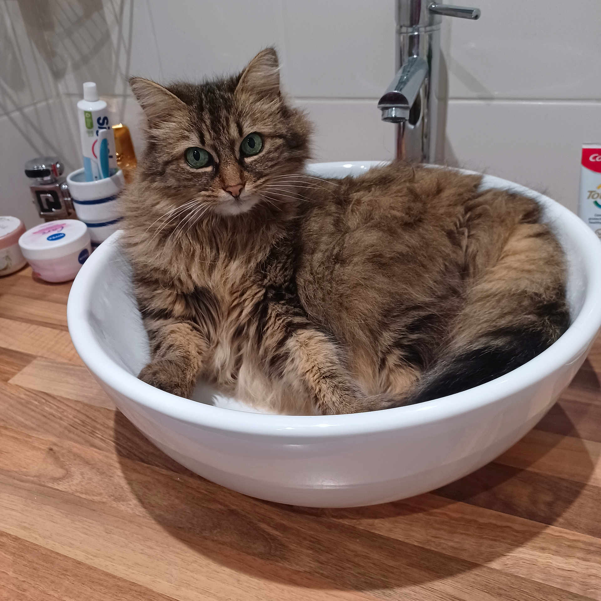Fiffi participe au concours pour gagner de l'argent avec cette photo : bathroom, cat, clean, container, countertop, cozy, curious, domestic_animal, fluffy, fur, green_eyes, household, indoor, pet, relaxed, sink, tabby, whiskers, white, wooden_surface