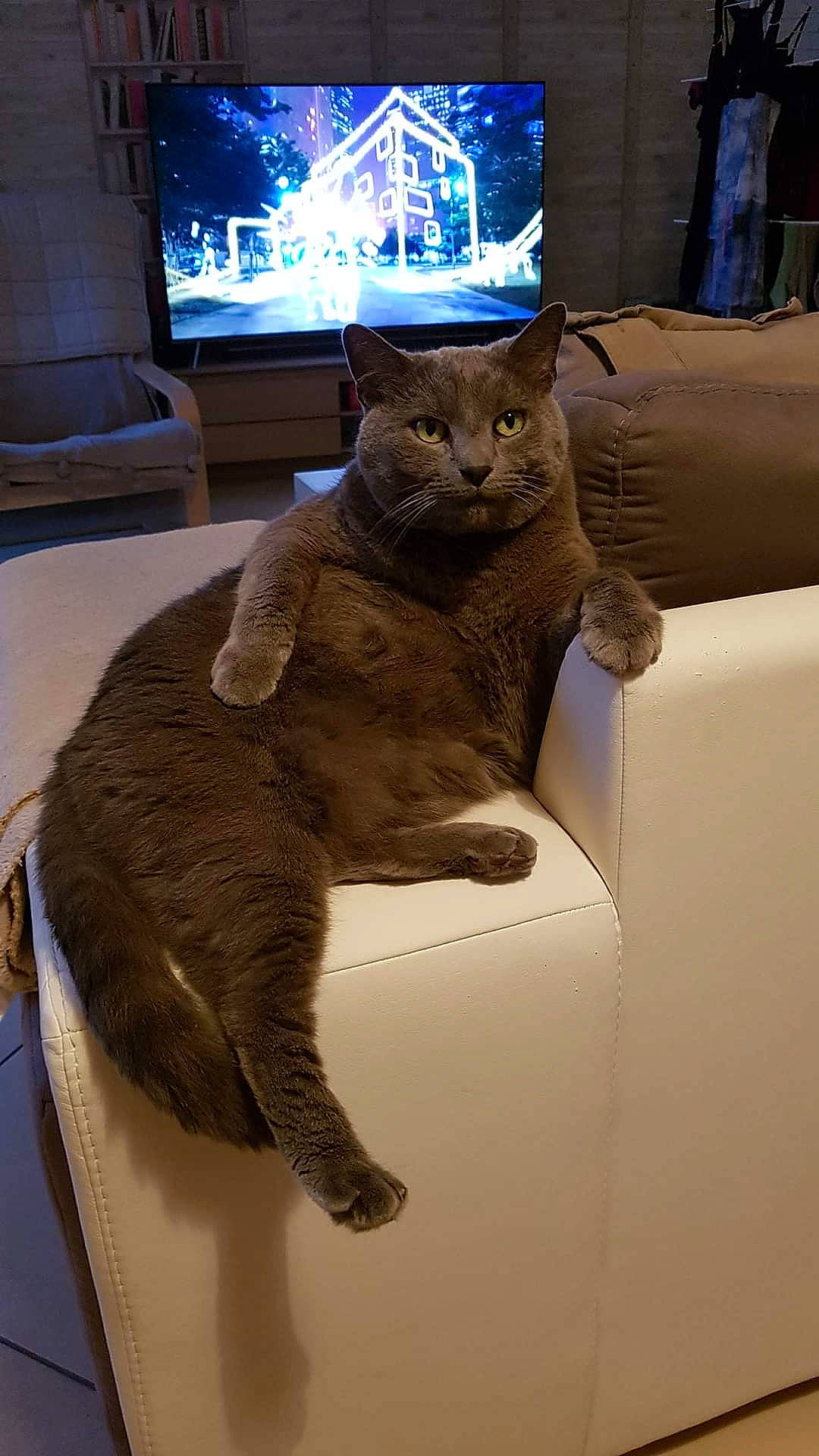 Shadow a rejoint le concours — aidez-le/la à gagner de superbes lots ! carnivore, cat, comfort, couch, domestic_short_haired_cat, fawn, felidae, fur, light, mammal, room, small_to_medium_sized_cats, snout, tail, television, terrestrial_animal, vertebrate, whiskers, window, wood