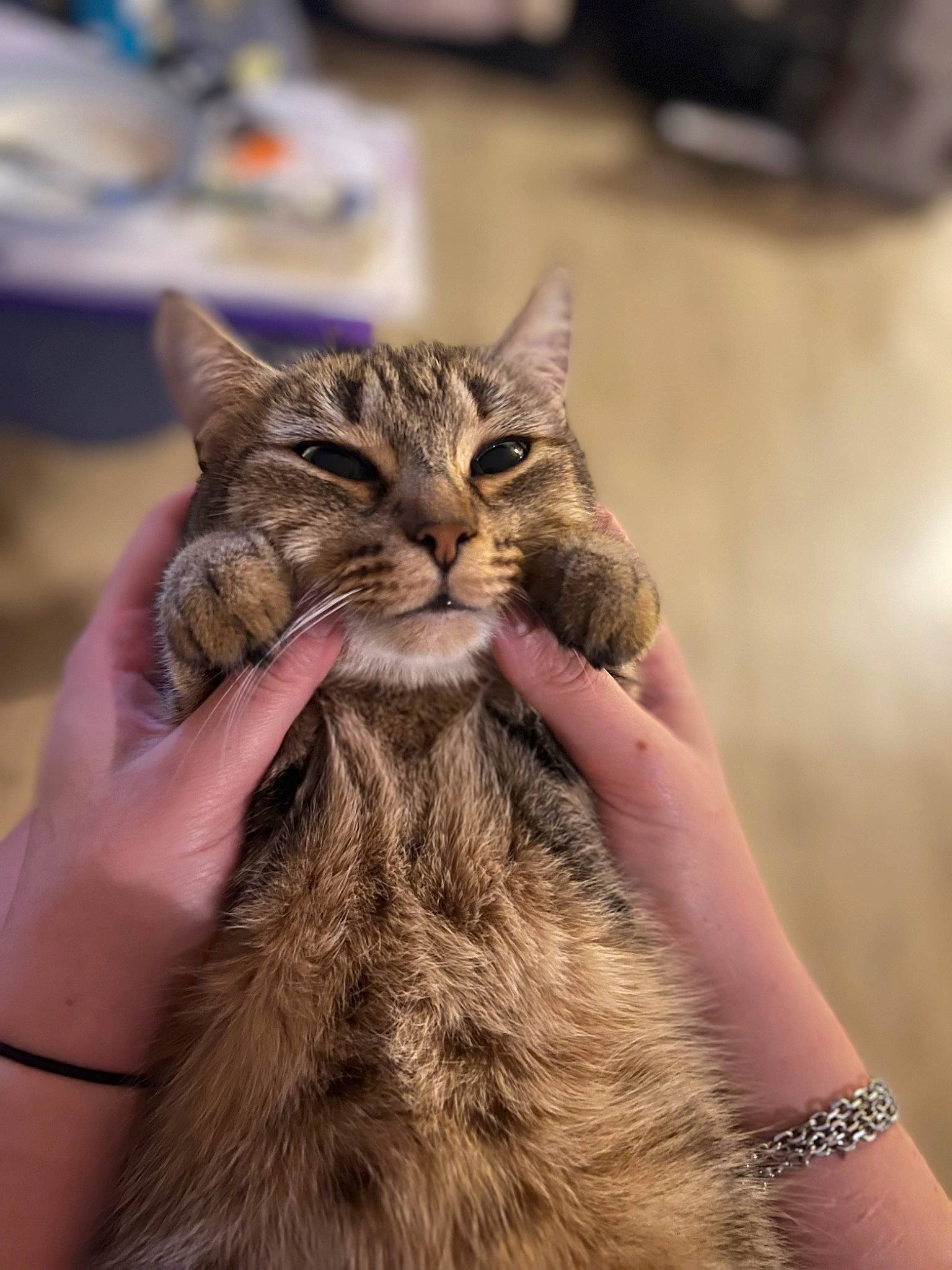 Shiva a rejoint le concours — aidez-le/la à gagner de superbes lots ! carnivore, cat, claw, domestic_short_haired_cat, felidae, fur, gesture, hand, nail, small_to_medium_sized_cats, terrestrial_animal, tree, whiskers