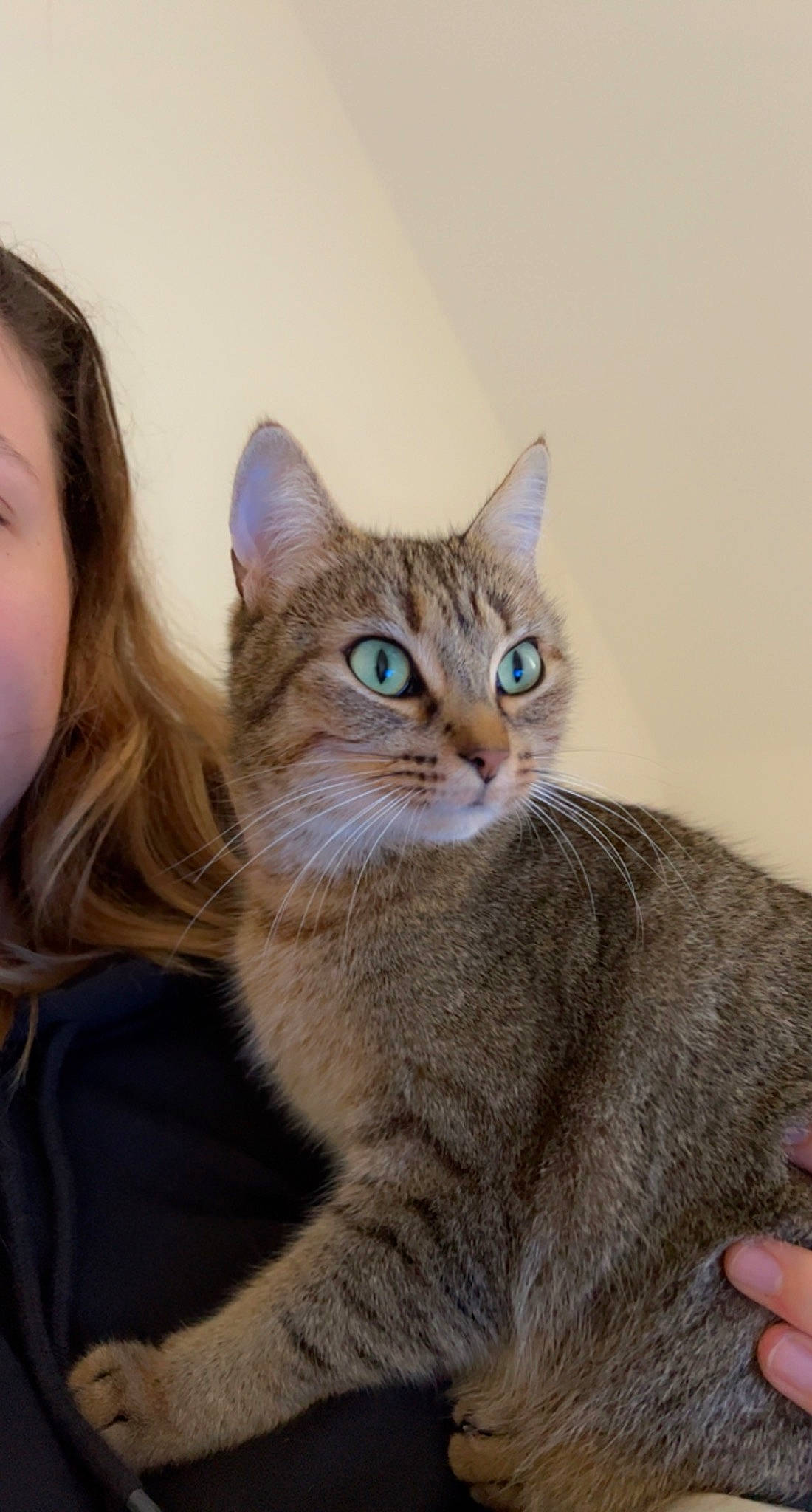 Shiva participe au concours pour gagner de l'argent avec cette photo : carnivore, cat, comfort, domestic_short_haired_cat, ear, eye, fawn, felidae, fur, gesture, hair, head, sitting, small_to_medium_sized_cats, snout, tail, whiskers, wildlife, window, wood