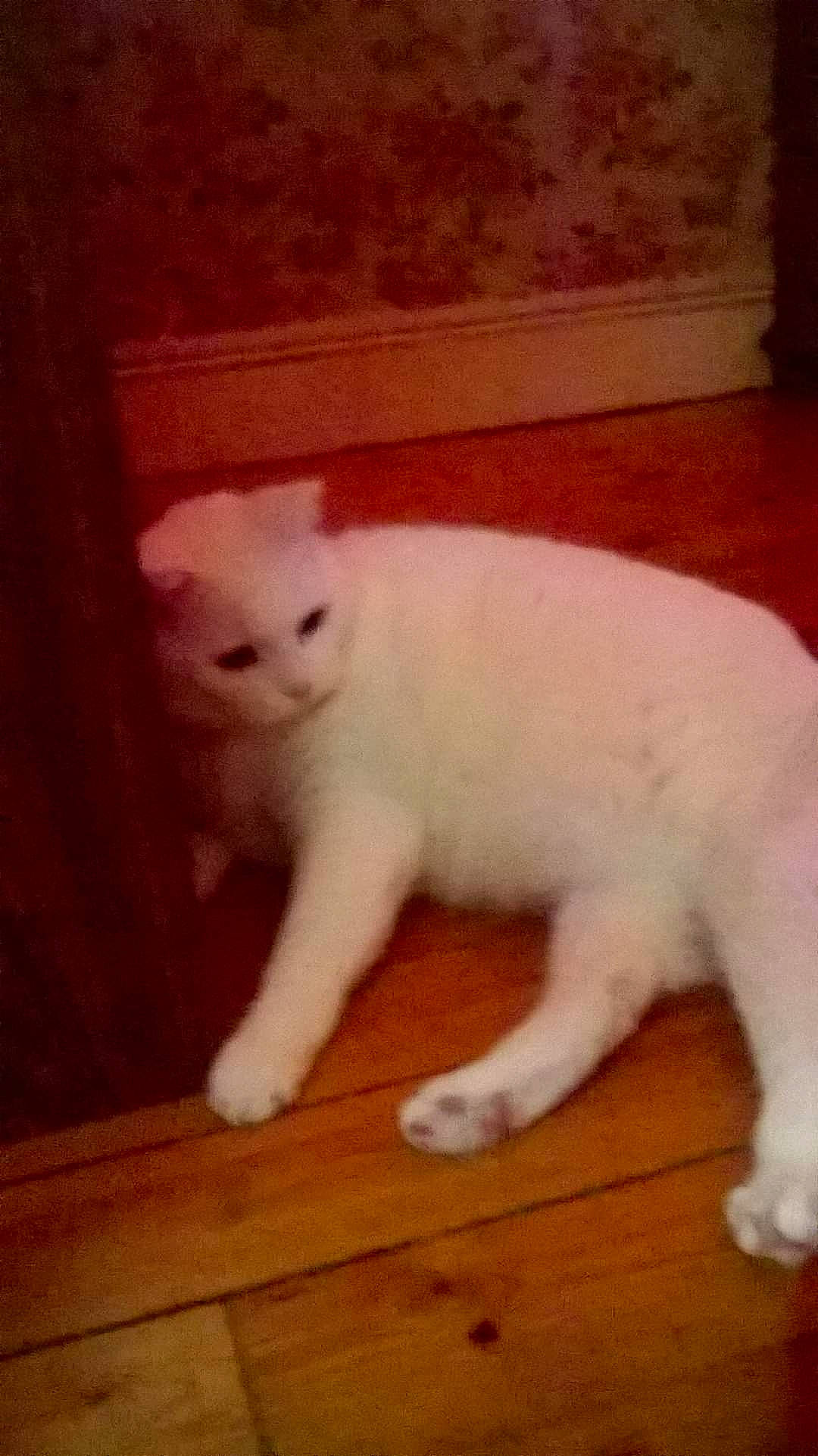 Cha-cha a rejoint le concours — aidez-le/la à gagner de superbes lots ! carnivore, cat, claw, comfort, domestic_short_haired_cat, fawn, felidae, flooring, foot, fur, hardwood, head, paw, sitting, small_to_medium_sized_cats, snout, tail, whiskers, wood, wood_flooring