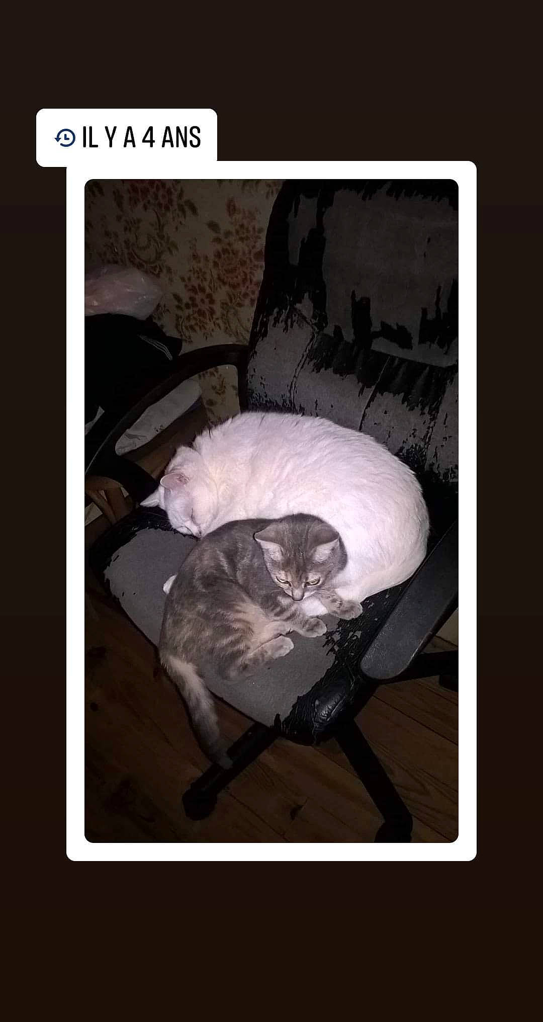 Cha-cha participe au concours pour gagner de l'argent avec cette photo : automotive_exterior, automotive_tire, canidae, carnivore, cat, comfort, darkness, felidae, flash_photography, font, fur, monochrome, monochrome_photography, photo_caption, room, sitting, small_to_medium_sized_cats, still_life_photography, tail, whiskers