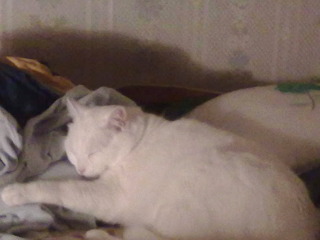 Cha-cha a rejoint le concours — aidez-le/la à gagner de superbes lots ! carnivore, cat, comfort, domestic_short_haired_cat, fang, fawn, felidae, fur, nap, paw, small_to_medium_sized_cats, snout, tail, terrestrial_animal, whiskers