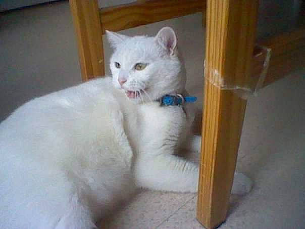 Cha-cha participe au concours pour gagner de l'argent avec cette photo : carnivore, cat, claw, collar, comfort, domestic_short_haired_cat, fawn, felidae, fur, paw, small_to_medium_sized_cats, snout, tail, terrestrial_animal, whiskers, wood