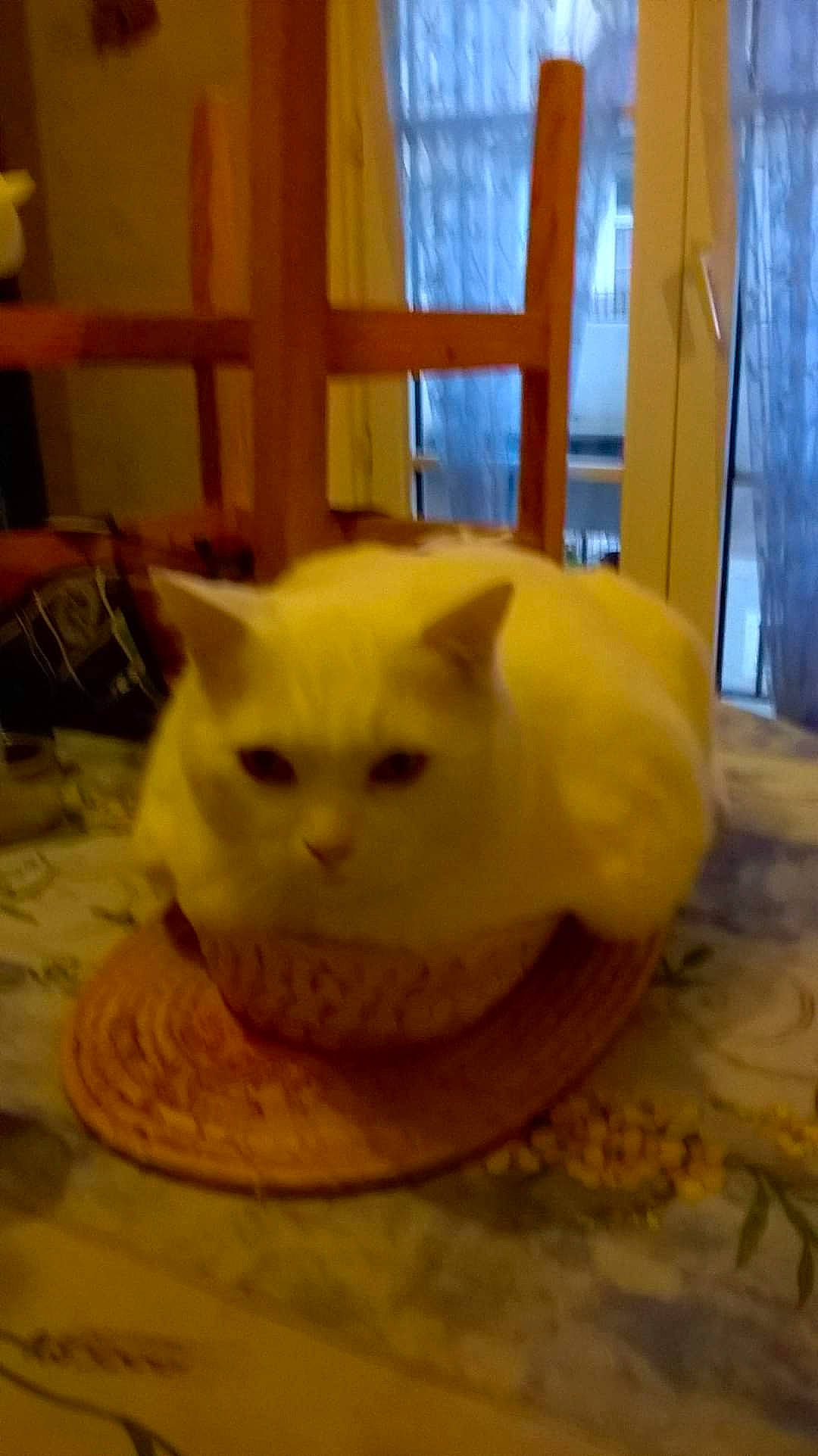 Cha-cha a rejoint le concours — aidez-le/la à gagner de superbes lots ! basket, carnivore, cat, cat_supply, chair, domestic_short_haired_cat, eye, fawn, felidae, fur, hardwood, paw, small_to_medium_sized_cats, snout, tail, terrestrial_animal, whiskers, wood