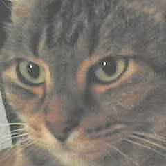 Titou