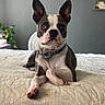 animal, bed, blue_eyes, boston_terrier, canine, chain, collar, cute, dog, ears_up, furniture, gray_wall, home, indoor, looking_at_camera, lying_down, pet, picture_frames, plant, quilt