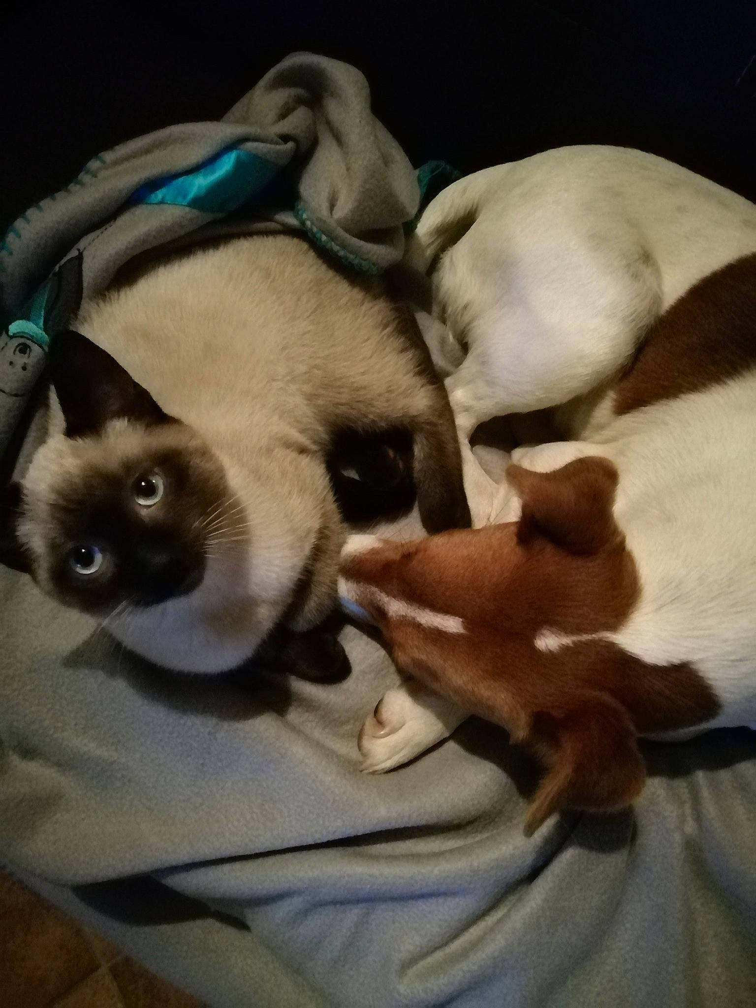 Prince participe au concours pour gagner de l'argent avec cette photo : balinese, birman, burmese, carnivore, cat, colorpoint_shorthair, fawn, felidae, himalayan, kitten, nap, ragdoll, siamese, small_to_medium_sized_cats, snout, snowshoe, thai, tonkinese