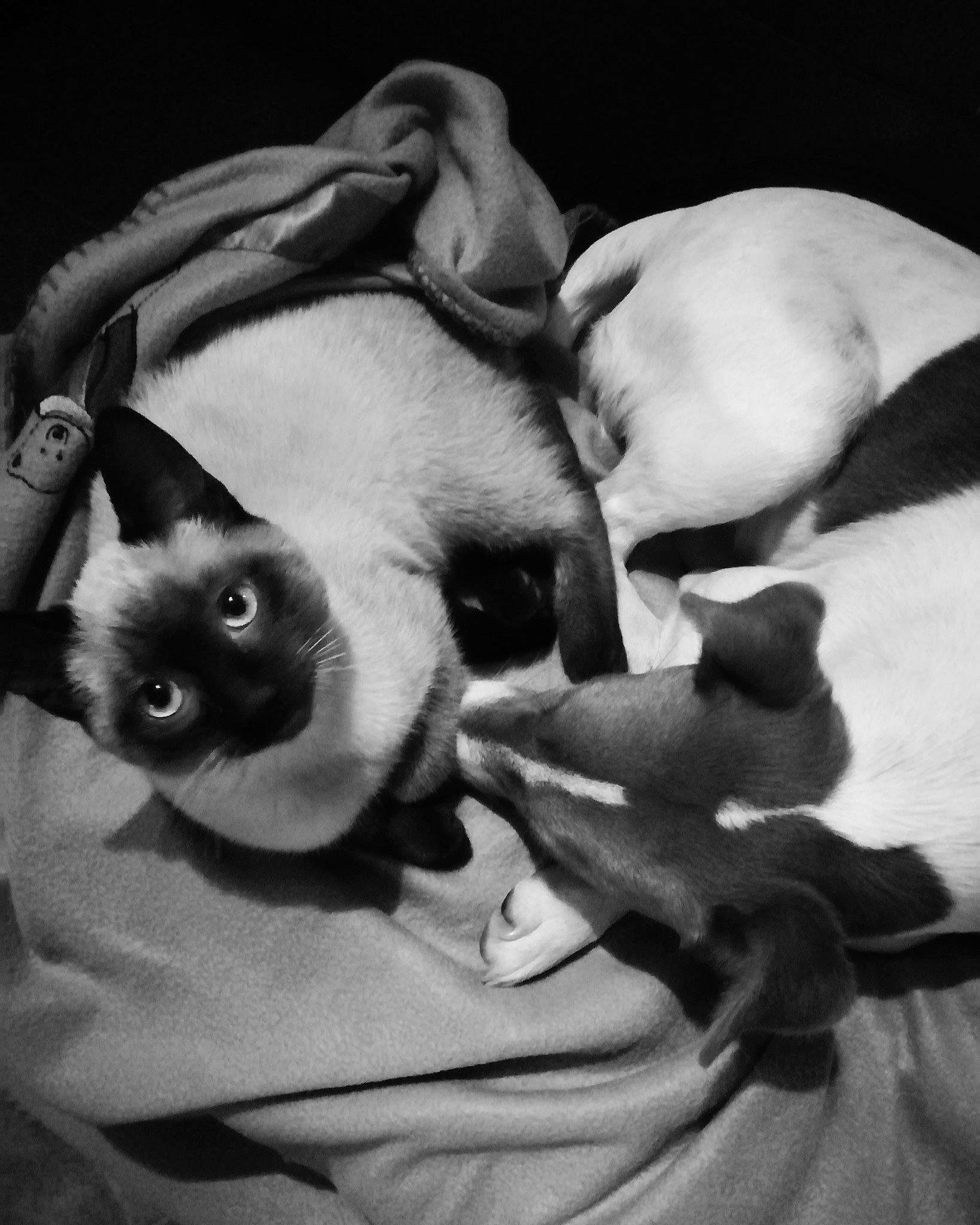 Prince participe au concours pour gagner de l'argent avec cette photo : black_and_white, canidae, carnivore, cat, cornish_rex, dog_breed, ear, felidae, kitten, monochrome, peterbald, siamese, small_to_medium_sized_cats, snout, sphynx, thai, tonkinese