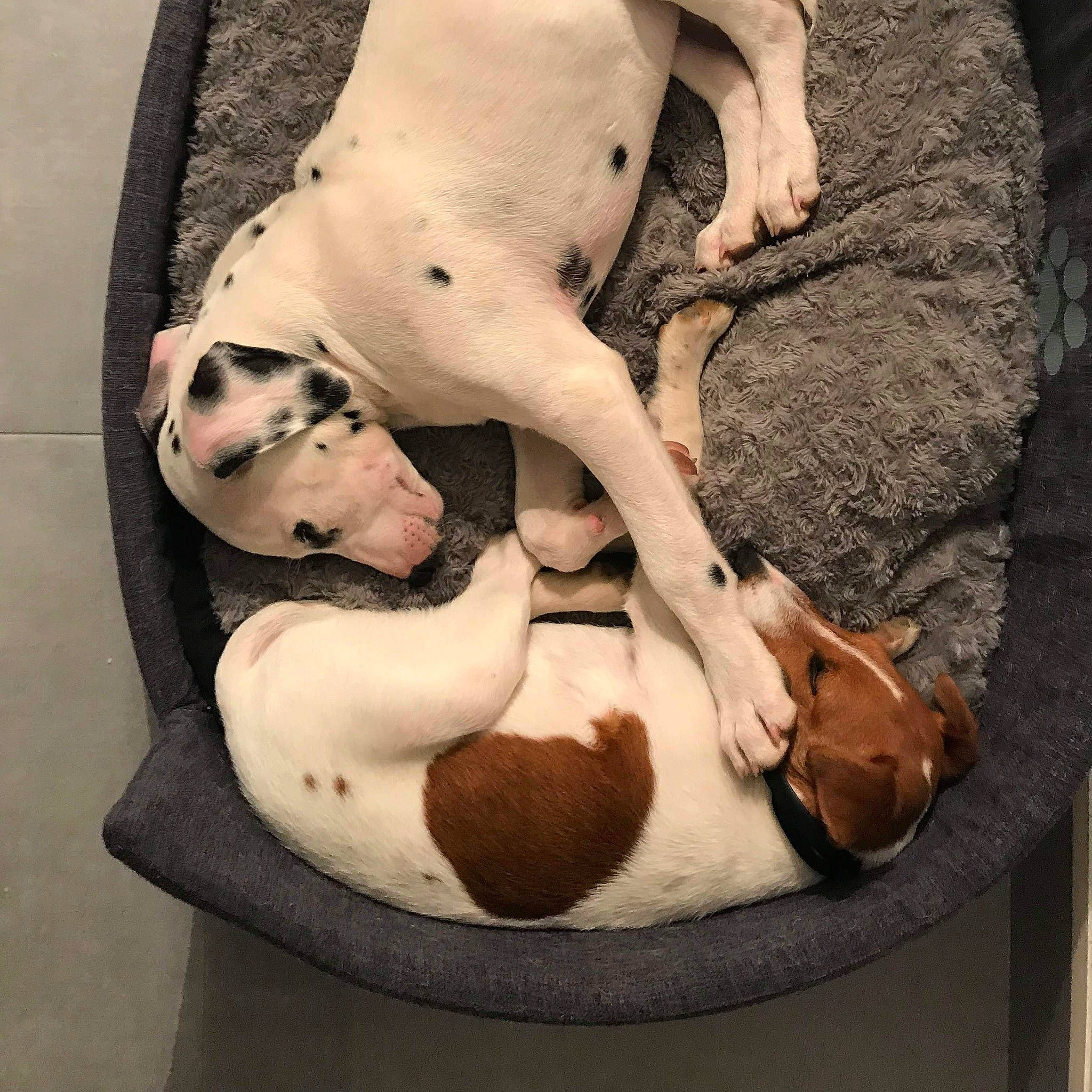 Oliver participe au concours pour gagner de l'argent avec cette photo : american_bulldog, canidae, carnivore, dog, dog_breed, fawn, non_sporting_group, pointer, puppy_love, sporting_group