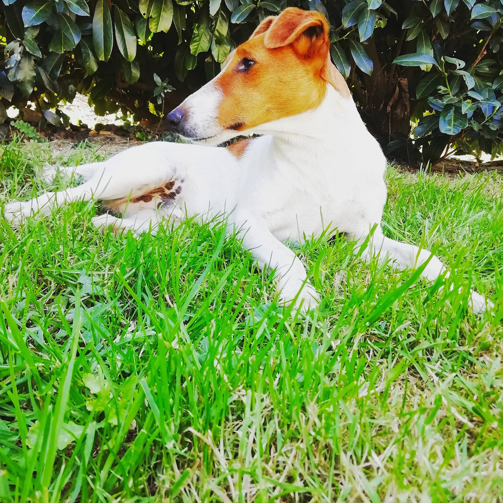 Oliver a rejoint le concours — aidez-le/la à gagner de superbes lots ! canidae, carnivore, companion_dog, dog, dog_breed, grass, mammal, russell_terrier, smooth_collie, smooth_fox_terrier, tenterfield_terrier, terrier, vertebrate