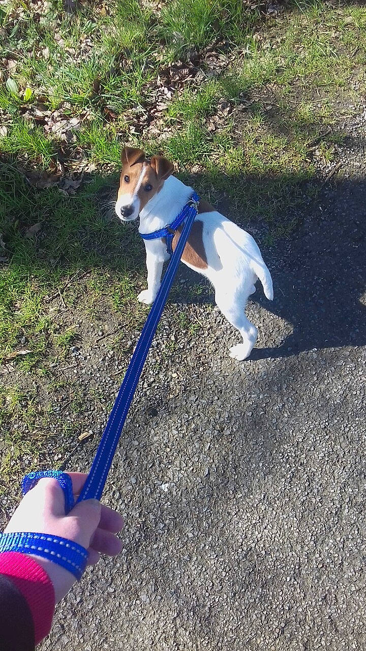 Oliver a rejoint le concours — aidez-le/la à gagner de superbes lots ! canidae, carnivore, companion_dog, danish_swedish_farmdog, dog, dog_breed, dog_walking, grass, jack_russell_terrier, leash, miniature_fox_terrier, smooth_fox_terrier, sporting_group, tail, tenterfield_terrier