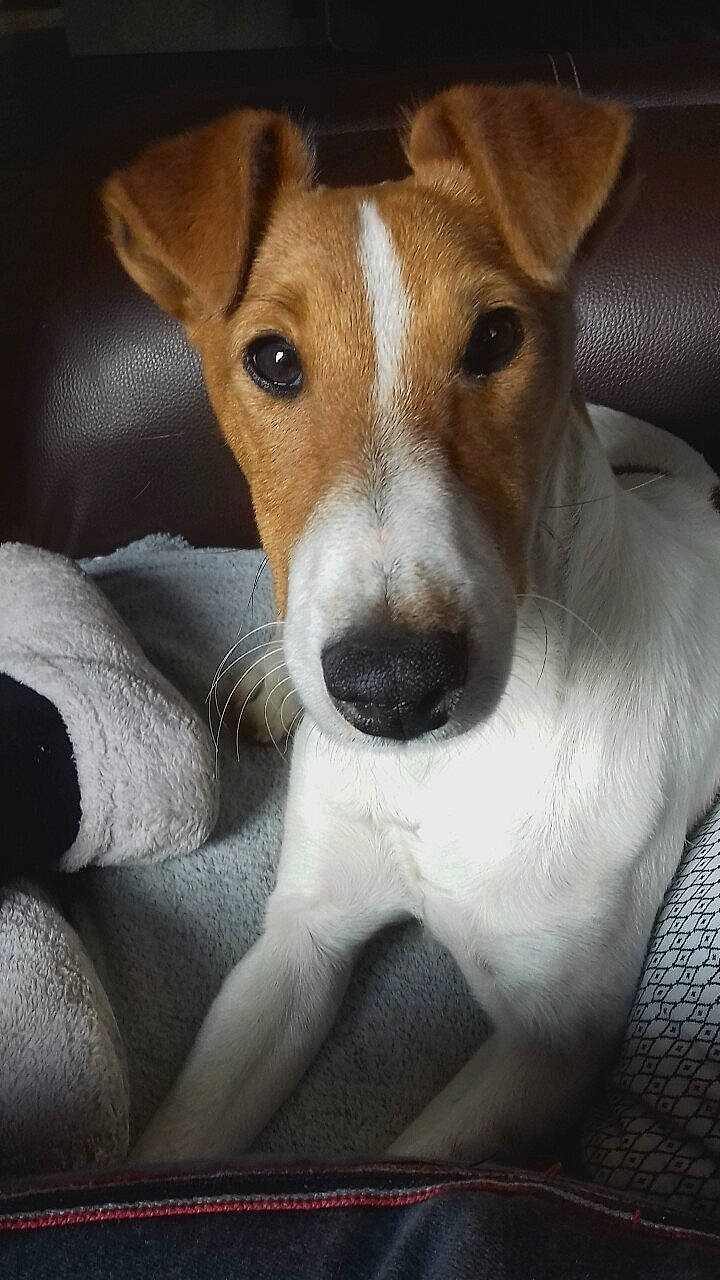 Oliver participe au concours pour gagner de l'argent avec cette photo : ancient_dog_breeds, canidae, carnivore, companion_dog, dog, dog_breed, fox_terrier, irishjacks, jack_russell_terrier, mammal, miniature_fox_terrier, parson_russell_terrier, rare_breed_dog, russell_terrier, smooth_fox_terrier, snout, teddy_roosevelt_terrier, tenterfield_terrier, vertebrate, whiskers