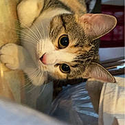 Gata joined the competition — help win amazing prizes! animal, cat, closeup, cozy, curious, cute, domestic, ears, eyes, fur, home, indoor, mammal, pet, playful, resting, tabby, table, whiskers, wood
