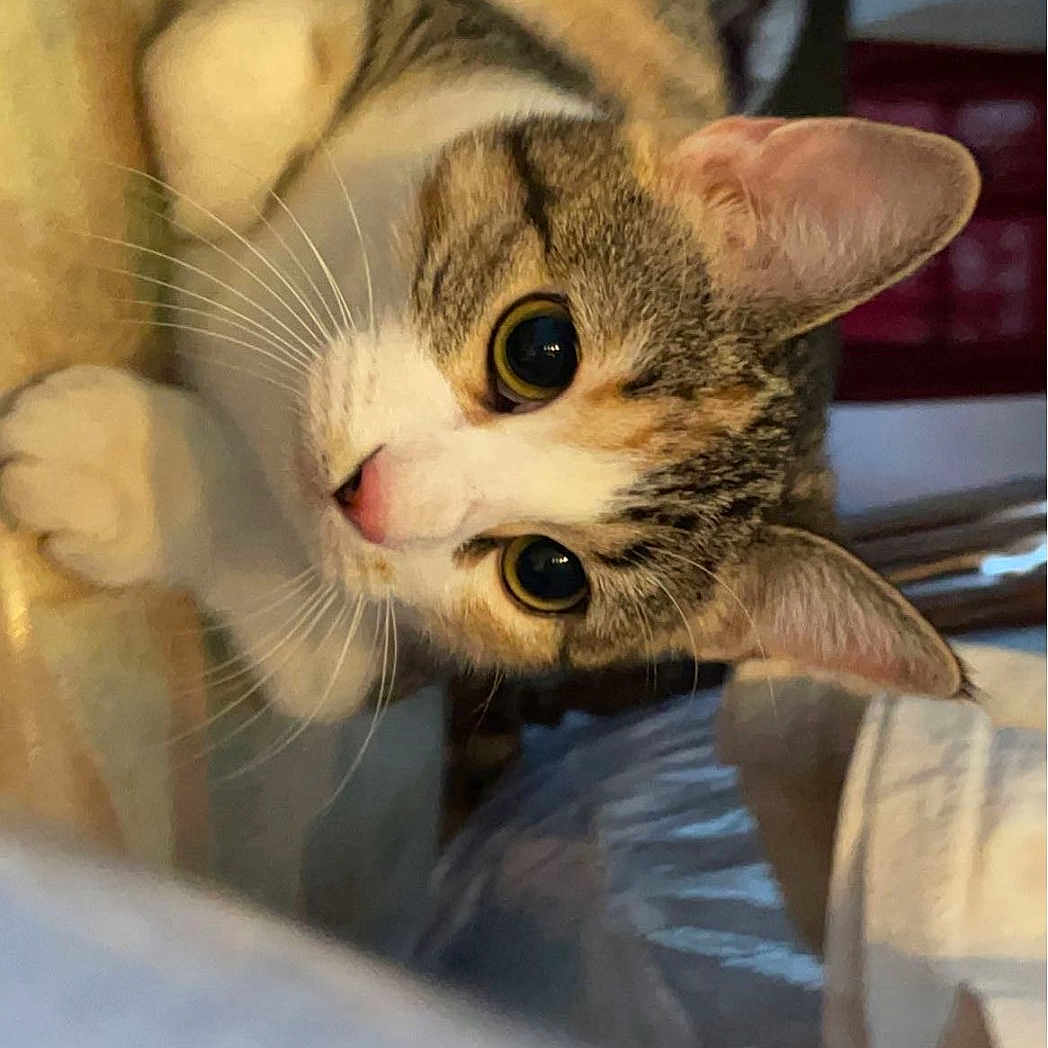 Gata