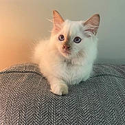 Dottie is registered to the contest to win money with this photo: kitten, cat, blue_eyes, fluffy, white_fur, pet, animal, cute, indoors, cushion, gray, texture, resting, young, domestic_cat, feline, soft_light, closeup, portrait, curious