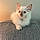 Dottie