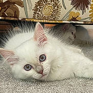 Betty is registered to the contest to win money with this photo: cat, kitten, white_cat, blue_eyes, fluffy, carpet, indoor, pet, animal, cute, feline, resting, curious, close_up, domestic_cat, two_cats, furniture, pattern, flower_pattern, cozy