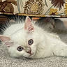 cat, kitten, white_cat, blue_eyes, fluffy, carpet, indoor, pet, animal, cute, feline, resting, curious, close_up, domestic_cat, two_cats, furniture, pattern, flower_pattern, cozy