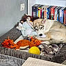 Freyja a rejoint le concours — aidez-le/la à gagner de superbes lots ! dog, puppy, husky, dog_bed, toy, stuffed_animal, blanket, indoor, bookshelf, dvd, relaxed, cute, pet, animal, fur, sleepy, cozy, play, home, rest
