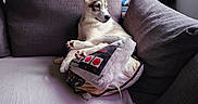 Freyja participe au concours pour gagner de l'argent avec cette photo : dog, puppy, husky, couch, pillow, gray, red, blue, cozy, indoor, window, relaxed, pet, animal, furniture, home, cute, resting, soft, domestic