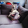 dog, puppy, husky, couch, pillow, gray, red, blue, cozy, indoor, window, relaxed, pet, animal, furniture, home, cute, resting, soft, domestic