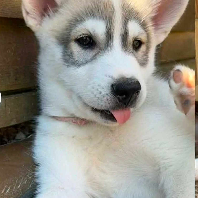 Freyja a rejoint le concours — aidez-le/la à gagner de superbes lots ! puppy, dog, husky, cute, tongue_out, pet, animal, fur, ears, face, young, outdoor, grass, resting, collar, canine, adorable, portrait, closeup, light