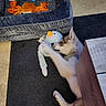 Freyja participe au concours pour gagner de l'argent avec cette photo : puppy, dog, husky, stuffed_toy, toy, dog_bed, blanket, carpet, floor, playful, indoor, pet, animal, white, brown, orange, blue, cozy, cute, lying_down