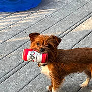 Teddy Bear joined the competition — help win amazing prizes! dog, can, budweiser, brown, white, concrete, deck, outdoor, pet, kiddie_pool, blue, grass, collar, standing, animal, small_dog, mouth, curious, sunlight, daytime