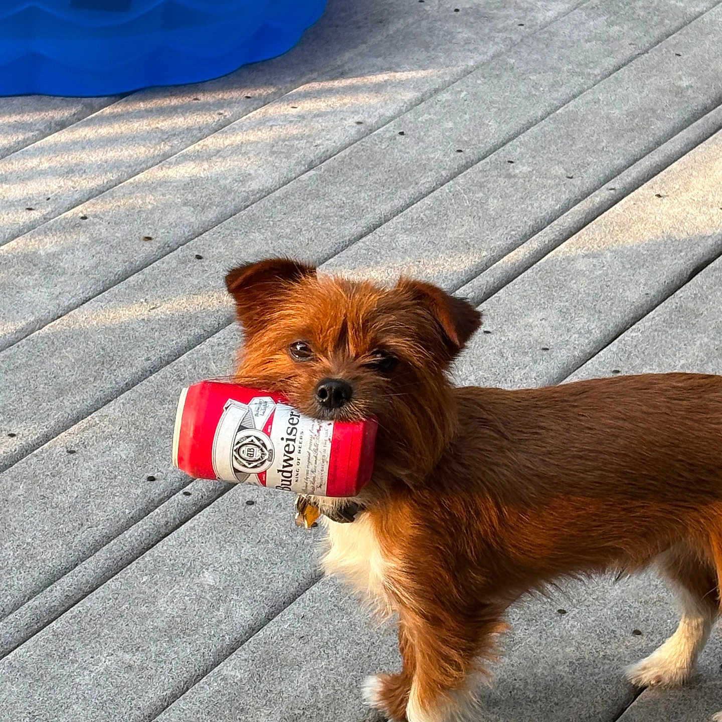 Teddy Bear joined the competition — help win amazing prizes! dog, can, budweiser, brown, white, concrete, deck, outdoor, pet, kiddie_pool, blue, grass, collar, standing, animal, small_dog, mouth, curious, sunlight, daytime