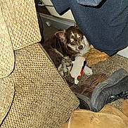 Ribbit joined the competition — help win amazing prizes! accessories, alloywheel, animal, armchair, bag, canine, chair, clothing, couch, cushion, dog, footwear, furniture, handbag, homedecor, hound, husky, pet, puppy, shoe