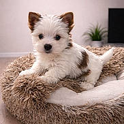 Aïdy participe au concours pour gagner de l'argent avec cette photo : puppy, dog, pet_bed, fluffy, white_puppy, brown_spots, indoor, hardwood_floor, plant, clock, cute, small_dog, fur, closeup, portrait, home_interior, black_nose, paw, button_eyes, tail