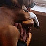 David is registered to the contest to win money with this photo: dog, brown_dog, white_paw, chair, wooden_chair, window, human_hand, indoor, pet, resting, closeup, paw, animal, cozy, blurred, furniture, domestic, companion, relaxing, intimate