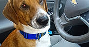 David is registered to the contest to win money with this photo: dog, brown_dog, white_dog, blue_collar, car_interior, steering_wheel, chevrolet_logo, dog_sitting, seat, window, outdoor, trees, camper_trailer, pet, canine, animal, looking_up, inside_car, vehicle, dashboard