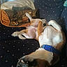 David joined the competition — help win amazing prizes! dog, couch, blanket, collar, pet, indoor, relaxed, lying_down, blue_collar, canine, domestic_animal, fur, mouth_open, teeth, patterned_fabric, comfort, resting, household, animal, cozy