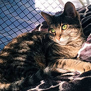 Pistachio is registered to the contest to win money with this photo: cat, tabby_cat, green_eyes, pet, feline, sunlight, shadow, blanket, patterned_blanket, indoor, cozy, resting, fur, whiskers, closeup, animal, relaxed, portrait, domestic_cat, cute