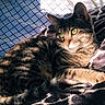 cat, tabby_cat, green_eyes, pet, feline, sunlight, shadow, blanket, patterned_blanket, indoor, cozy, resting, fur, whiskers, closeup, animal, relaxed, portrait, domestic_cat, cute