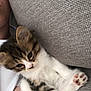 Lucie a rejoint le concours — aidez-le/la à gagner de superbes lots ! kitten, cat, pet, fluffy, feline, cute, young, animal, paw, fur, whiskers, relaxed, couch, gray, indoor, closeup, person_arm, comfort, resting, cozy