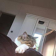 Lucie a rejoint le concours — aidez-le/la à gagner de superbes lots ! cat, tabby, sleeping, paw, blanket, indoor, furniture, wardrobe, door, relaxing, pet, cozy, home, resting, animal, fur, cute, comfort, quiet, peaceful