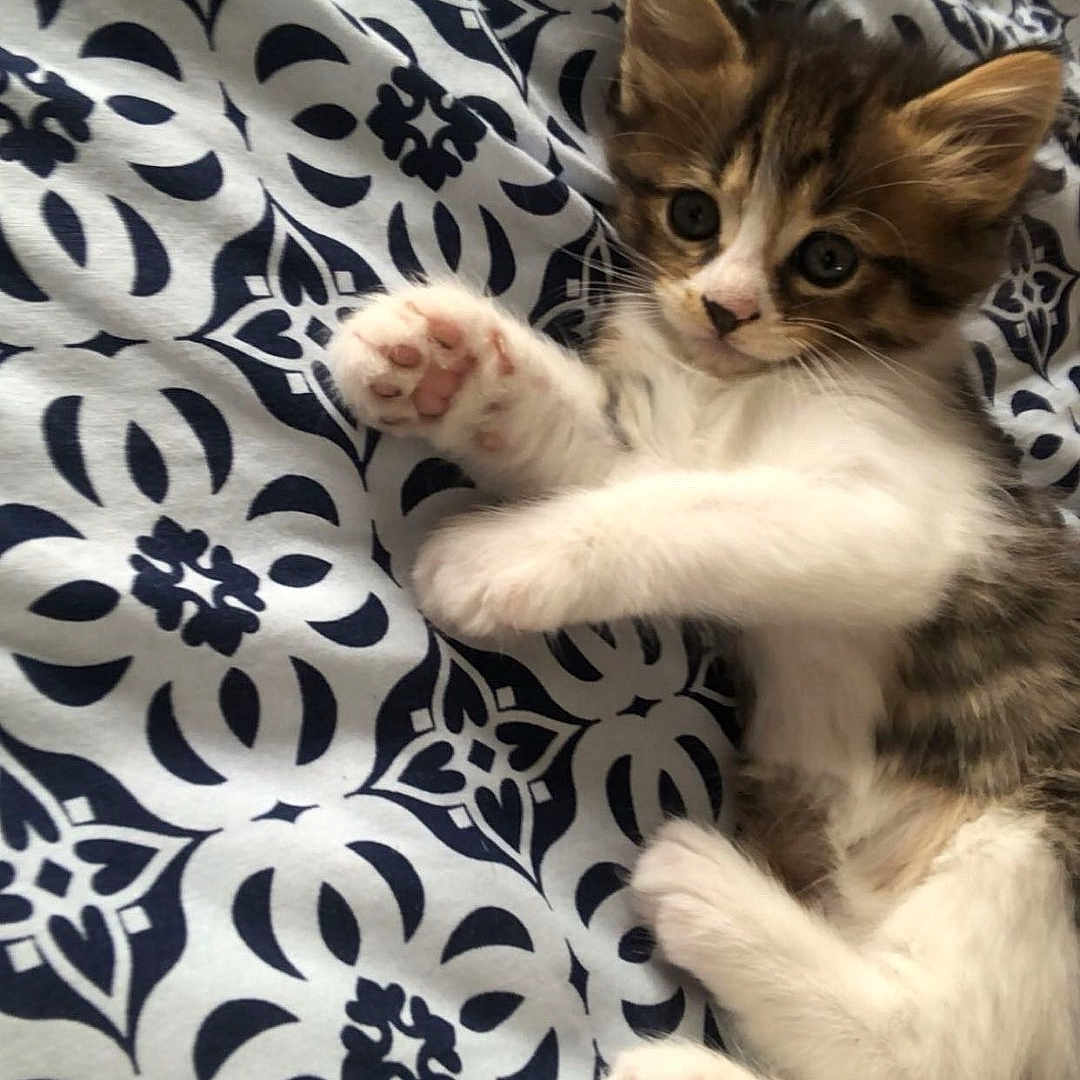 Lucie participe au concours pour gagner de l'argent avec cette photo : adorable, animal, bed, blanket, cat, cute, domestic_animal, feline, fur, indoor, kitten, lying_down, pattern, paw, pet, playful, resting, small, whiskers, young