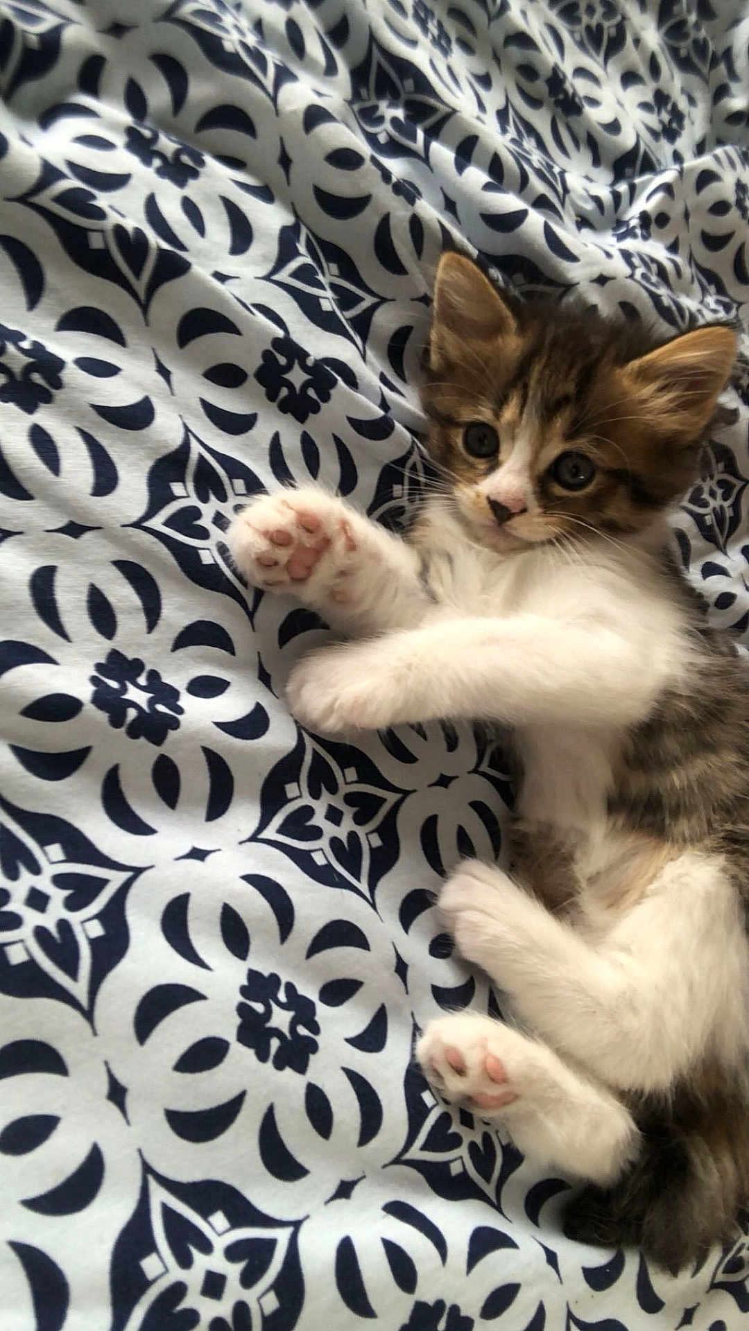 Lucie participe au concours pour gagner de l'argent avec cette photo : kitten, cat, pet, animal, paw, cute, feline, fur, whiskers, bed, blanket, pattern, resting, young, domestic_animal, small, adorable, playful, lying_down, indoor