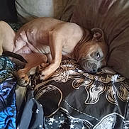 Lola is registered to the contest to win money with this photo: dog, lying_down, blanket, pillow, brown_dog, resting, indoors, cozy, pet, fur, canine, sleepy, comfortable, portrait, animal, bed, home, relaxation, paw, face