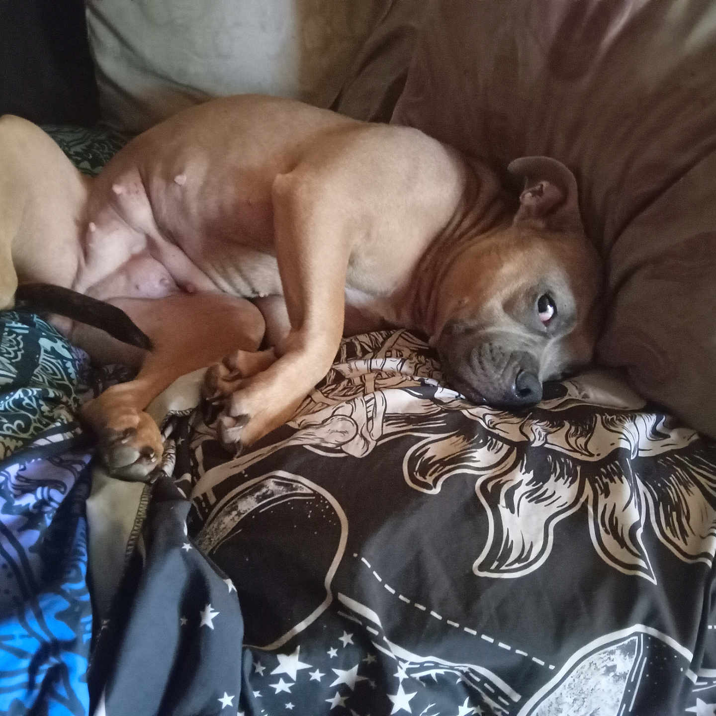 Lola is registered to the contest to win money with this photo: animal, bed, blanket, brown_dog, canine, comfortable, cozy, dog, face, fur, home, indoors, lying_down, paw, pet, pillow, portrait, relaxation, resting, sleepy