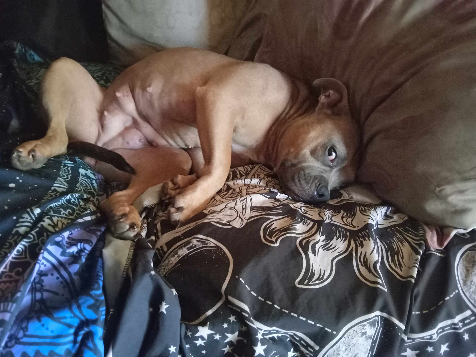Lola