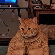 Yellow a rejoint le concours — aidez-le/la à gagner de superbes lots ! animal, cat, chubby, clock, cozy, cute, domestic_animal, fur, furniture, home, indoor, living_room, orange_tabby, pet, relaxed, sitting, table, television, whiskers, wooden_chair