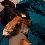 Moon a rejoint le concours — aidez-le/la à gagner de superbes lots ! animal, black_fur, blanket, brown_paw, canine, covering_face, cozy, cute, dog, indoor, paw, pet, relaxed, resting, shy, sleepy, snuggled, teal_blanket, textured_wall, white_chest