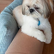 Todd a rejoint le concours — aidez-le/la à gagner de superbes lots ! animal, brown, collar, companion, couch, cozy, cute, dog, fluffy, furniture, home_interior, indoor, living_room, pet, pillow, relaxing, resting, soft_texture, white, wood_floor