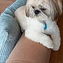 animal, brown, collar, companion, couch, cozy, cute, dog, fluffy, furniture, home_interior, indoor, living_room, pet, pillow, relaxing, resting, soft_texture, white, wood_floor